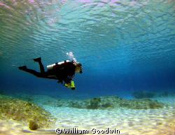 Anticipation: Donna, a few kicks into the dive. 
Cayman ... by William Goodwin 